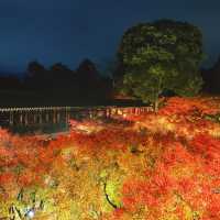 【京都】幻想的な光と影と紅葉