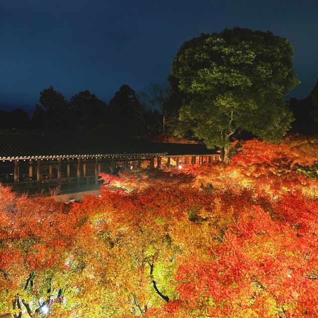 【京都】幻想的な光と影と紅葉
