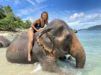 🐘ช้างๆน้อยเคยเห็นทางในทะเลหรือเปล่า 😳