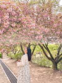 [겹벚꽃 명소] 이번주에 만개 100% 🌸 보라매공원 다녀온 후기 :)