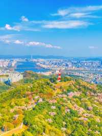 벚꽃엔딩은 이 곳에서, 남산 전망대🗼