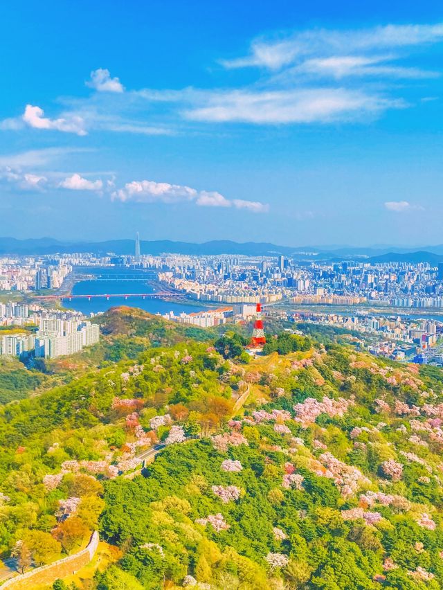 벚꽃엔딩은 이 곳에서, 남산 전망대🗼