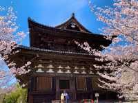 京都　京都散策旅　念願の東寺！東寺と桜のコラボに感動❗️