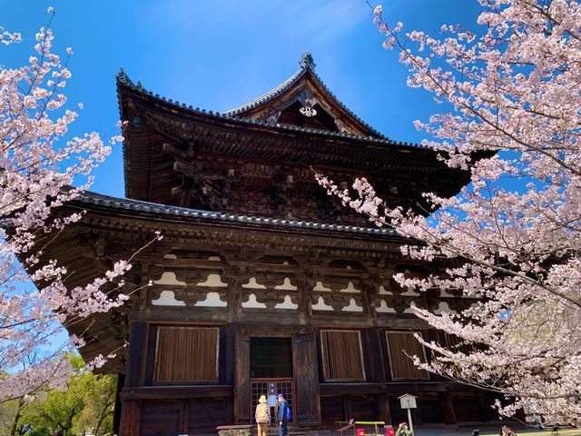 京都　京都散策旅　念願の東寺！東寺と桜のコラボに感動❗️