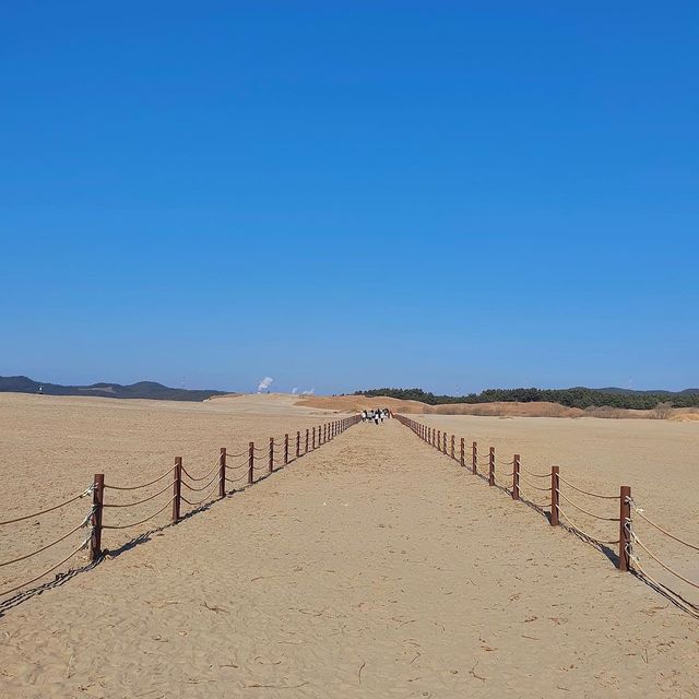 한국에도 사막이 있다? 태안신두리해안사구🗿