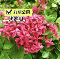［九龍公園］- 鬧市中的世外桃源🤩