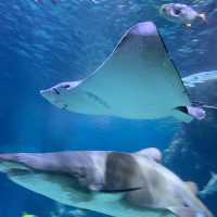 泰國｜曼谷水族館🐬暹羅海洋世界