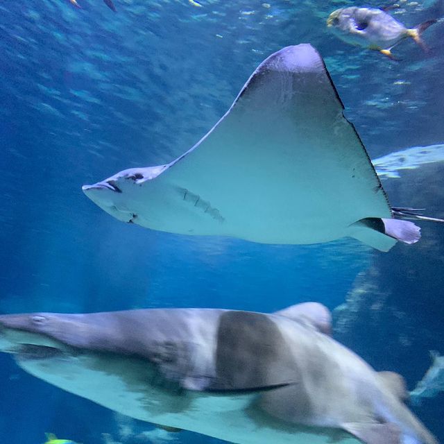泰國｜曼谷水族館🐬暹羅海洋世界
