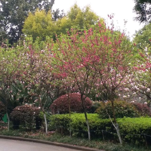 花花🌺🌷🥀🌻🌼🌸公園