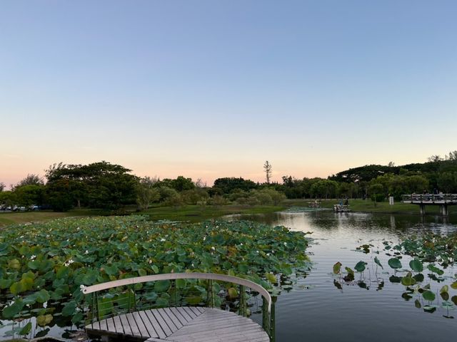 超美的台東森林公園 這裡還有琵琶湖可以賞景色 更可以騎自行車放鬆唷