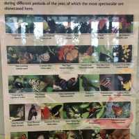 Watch The Butterflies Fly Before Taking Your Flight 