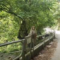 Explore out the Kam Shan Country Park 