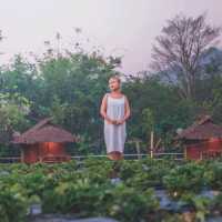 นอนบ้านไม้ในไร่สตรอว์เบอร์รี่ที่เชียงใหม่