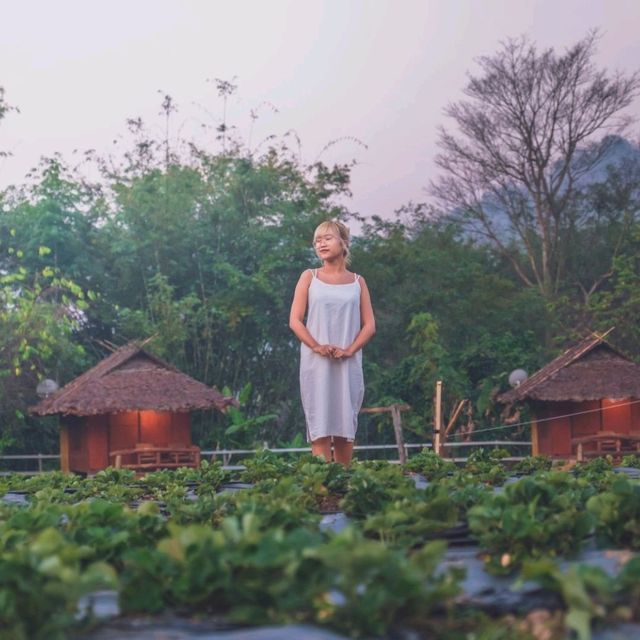 นอนบ้านไม้ในไร่สตรอว์เบอร์รี่ที่เชียงใหม่