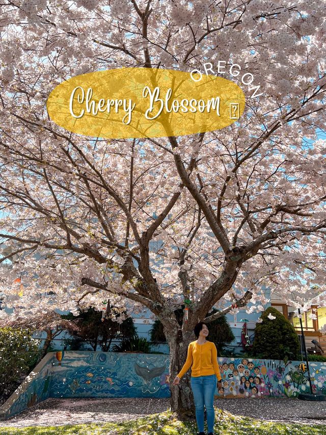 ชม Cherry Blossom 🌸 ที่รัฐ Oregon กันค่ะ 