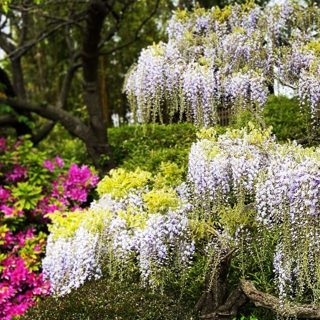 Beautiful flower blooming at the tea garden