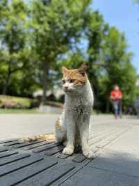 Sculptures and stray cats in this park 