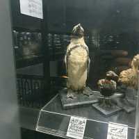Wow The animal museum