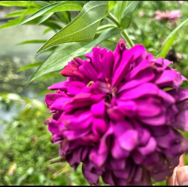 Flower spotting in Hanxiang Water Garden 🪴 