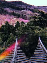 Spring In Yantai 