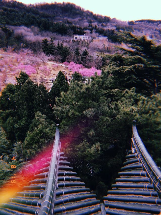 Spring In Yantai 