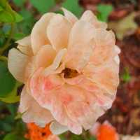 Rose Garden in Houtan Park