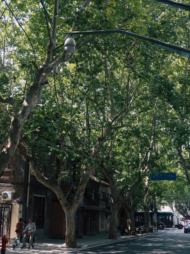 Former French Concession, Shanghai🌿🌱