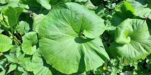 Spring Wild Food Identification and Foraging Foray 24/05/2025 | Horsham Park