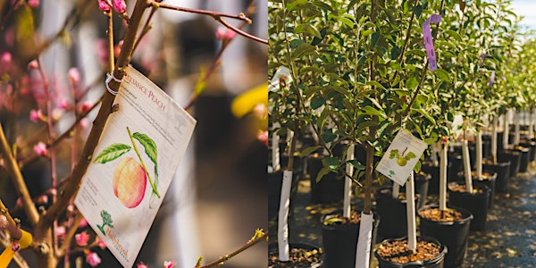 Fruit Tree Pruning and Care at Mahoney's Winchester | Mahoney's Garden Center