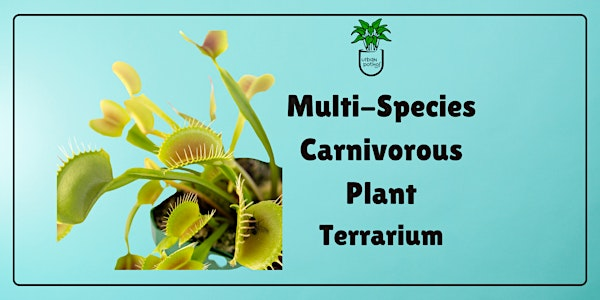 Multi-Species Carnivorous Plant Terrarium | 1101 E Whitaker Mill Rd suite 122