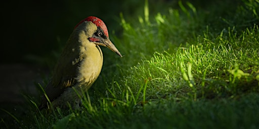 Photo Walk | Wildlife Photography with Paul Browning in Norwich | Sony | Wex Photo Video Norwich