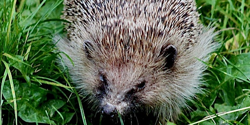 Hothfield: "Heathlands and Happy Hedgehogs" Walk for Thorne Hedgehog Rescue | Hothfield Heathlands Nature Reserve