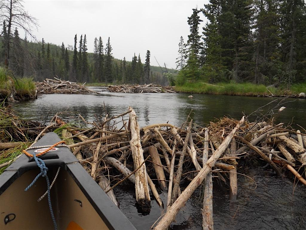 Dam good beavers | Snafu Campground