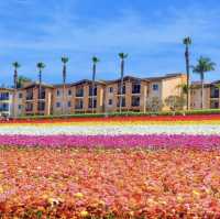 Instagrammable flower farm