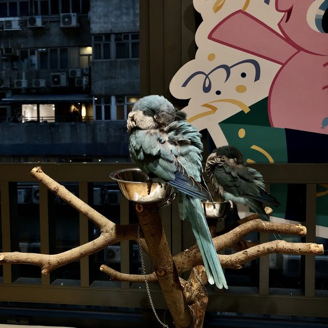 寵物嘉年華 🦜🐕🐿🦫🐕 寵物嘉年華 🦜🐕🐿🦫🐕