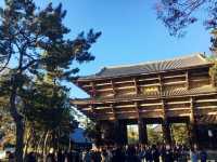 【奈良】紅葉の季節は鹿と東大寺がベスト！