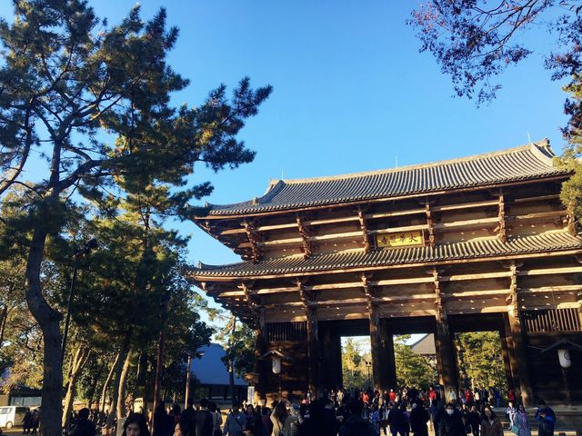 【奈良】紅葉の季節は鹿と東大寺がベスト！