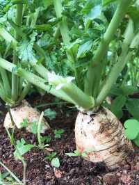 文新小農夫親子農園體驗活動～採收有機蔬菜🥬