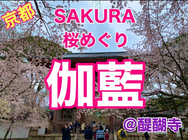 京都　SAKURA 桜めぐり❗️醍醐寺　伽藍の桜に感動❗️