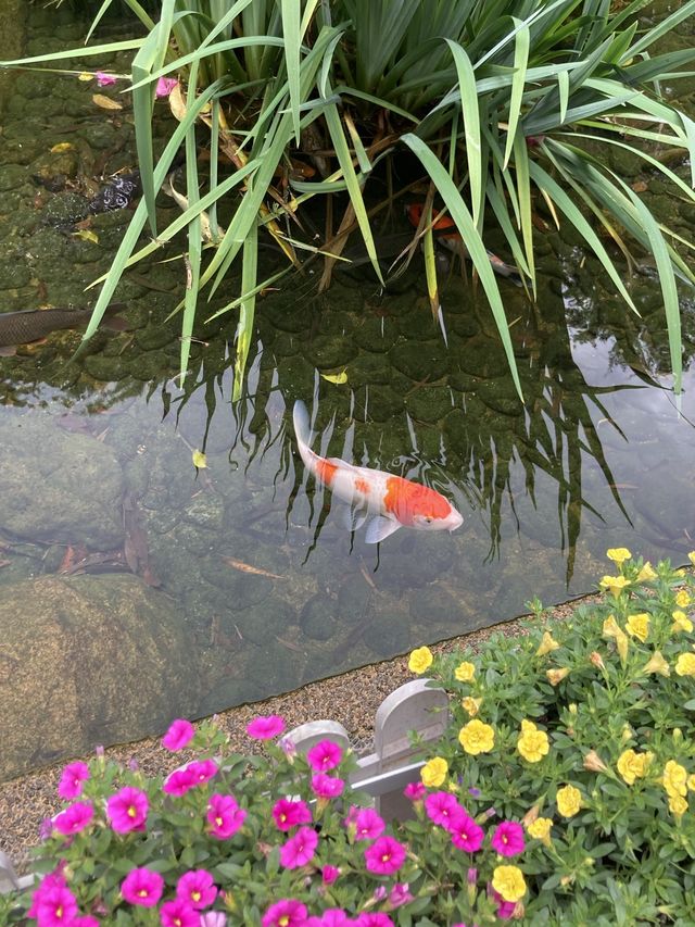 【市區散步好去處】香港公園｜欣賞小龜曬太陽。穿過大瀑布。登上鳥瞰角觀景台｜2小時散步路線