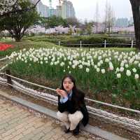 김해 연지공원 벚꽃과 튤립을 한번에 🌸🌷