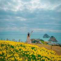 🌼봄의 시작을 알리는 수선화가 예쁜 [부산, 오륙도해맞이공원]