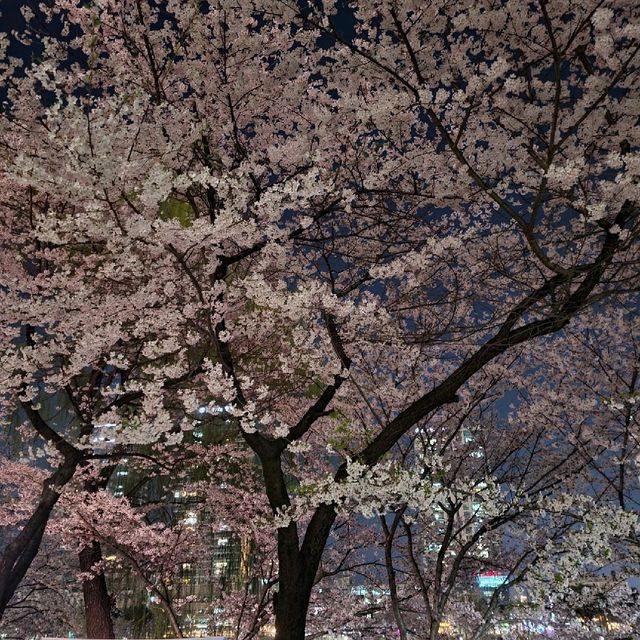 벚꽃명소는 석촌호수 !!