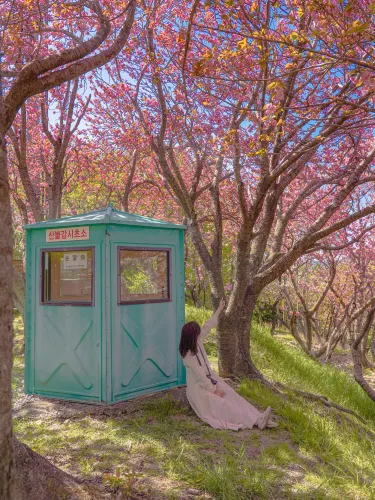동화 속 같은 부산의 겹벚꽃 명소🌸