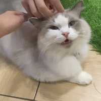 探探貓咪勝地