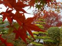 【福岡】動植物園近くの日本庭園