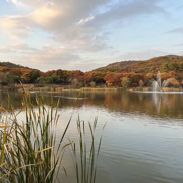 Colorful trees in autumn season