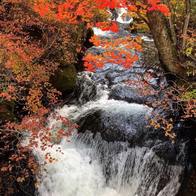 東京近郊紅葉名所🍁 龍頭瀑布