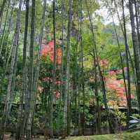 京都紅葉2022  天授庵の素晴らしいすぎる紅葉
