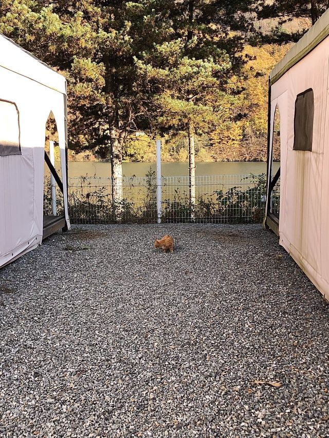 가평에서 글램핑하고 싶다면? 가평 크리스월드 글램핑🏕